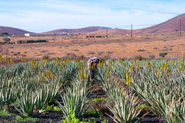 Aloe vera çiftliği, ilaç, kozmetik, cilt bakımı, dekorasyon, Fuerteventura, Kanarya Adaları, İspanya