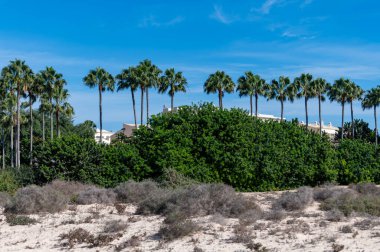 Fuerteventura Adası, Kanarya Adaları 'ndaki Costa Calma Köyü' ndeki palmiye ağacı sokağı, İspanya 'da seyahat yeri.