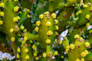 Çiçek açan tropik kaktüslerin küçük yeşil çiçekleri.