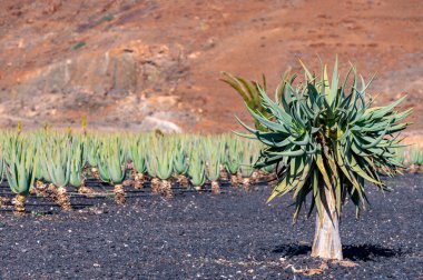 Ejderha ağacı, Icod de los Vinos 'taki Dracaena draco, Kanarya adaları, İspanya, botanik koleksiyonu