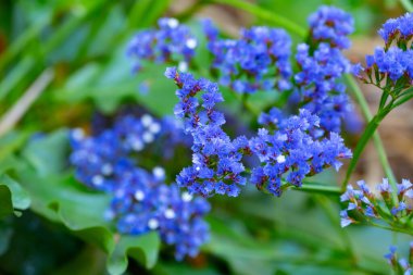 Blue flowers of limonium sinuatum wavyleaf sea lavender plant clipart