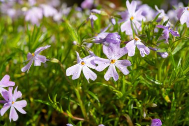 Zümrüt mavisi zümrüt çiçeği bahçede sürünen feniks subulata