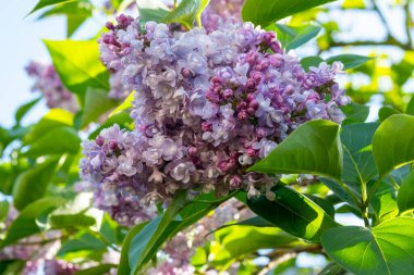 İlkbaharda çiçek açan leylak şırıngasının narin mor çiçeği.