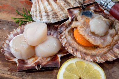 Atlantik körfezi deniz tarakları, deniz kabukları ve deniz kabukları, kabuklar içinde Normandiya 'da ya da Britanya' da, Fransa 'da balık pazarında günün avı