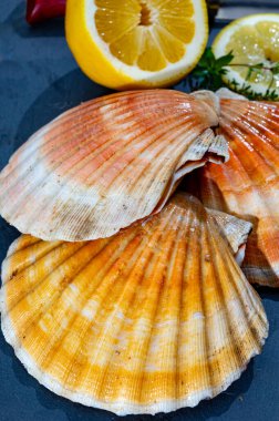 Atlantic bay scallops coquille St. James sea shells, catch of the day in Normandy or Brittany, France on fish market clipart