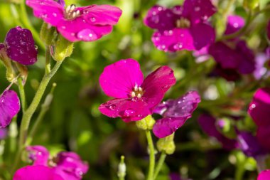 Aubrieta deltoidea 'nın pembe çiçekleri bahar bahçesinde daimi süs bitkisi. Yakın plan.