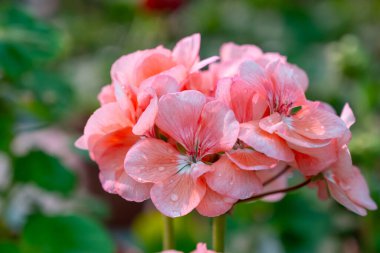 Renkli sardunyaların yaz çiçekleri bahçelerin ya da balkonların dekorasyonu için doğu bitkileri.