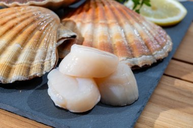 Atlantik körfezi deniz tarakları, deniz kabukları ve deniz kabukları, kabuklar içinde Normandiya 'da ya da Britanya' da, Fransa 'da balık pazarında günün avı