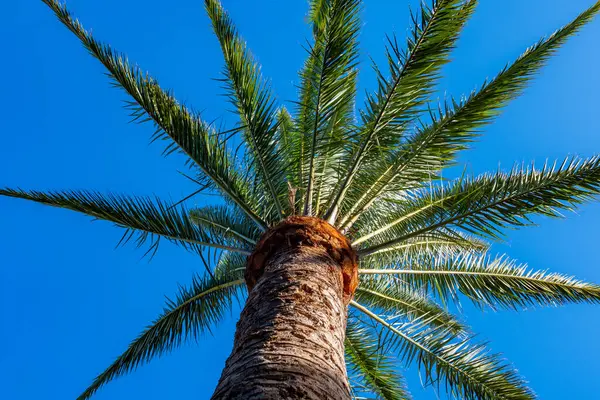 Fuerteventura adasında yetişen Palm Phoenix kanarya ağacı, Kanarya adaları, İspanya 'da seyahat yeri, mavi gökyüzü