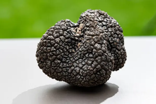 stock image Italian black summer truffle, tasty aromatic mushroom, gourmet cuisine, close up