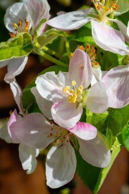 Bahar mevsiminde meyve bahçesi, elma ağaçlarının pembe çiçekleri, güneşli bir günde kapanıyor.