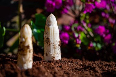 Hollanda çiftliğinde organik beyaz kuşkonmaz hasat etmek, bahçede lezzetli sebzeler yetiştirmek ve Hollanda 'da açelya çiçeği açmak.