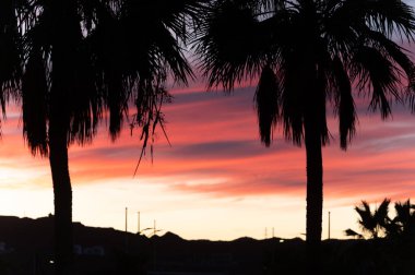 Fuerteventura Adası, Kanarya Adaları 'ndaki Costa Calma Köyü' ndeki palmiye ağacı sokağı, İspanya 'da seyahat yeri.