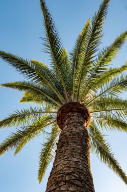 Fuerteventura adasında yetişen Palm Phoenix kanarya ağacı, Kanarya adaları, İspanya 'da seyahat yeri, mavi gökyüzü