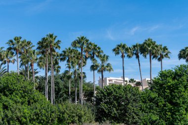 Fuerteventura Adası, Kanarya Adaları 'ndaki Costa Calma Köyü' ndeki palmiye ağacı sokağı, İspanya 'da seyahat yeri.