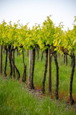Summer on vineyards of Cognac white wine region, Charente, white ugni blanc grape uses for Cognac strong spirits distillation and wine making, France, Grand Champagne region clipart
