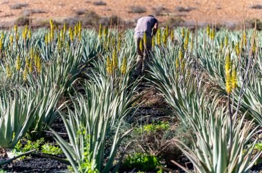 Aloe vera çiftliği, ilaç, kozmetik, cilt bakımı, dekorasyon, Fuerteventura, Kanarya Adaları, İspanya