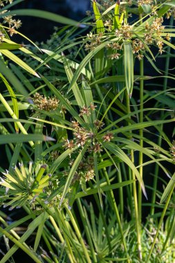 Antik bitki, gölet suyunda yetişen yeşil papirüs bitkisi.