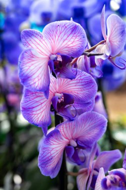 Mavi ve menekşe çiçekleri tropikal orkideler yakın, ya da gizli arkaplan