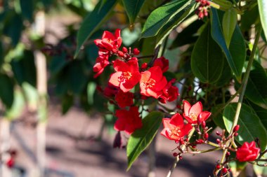 Jatropha 'nın kırmızı çiçekli çiçekleri spurge familyasında, Euphorbiaceae, kırmızı çiçeklerin çiçeği