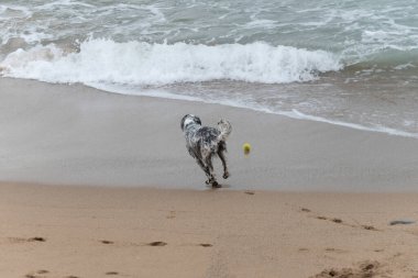 Oyuncu köpek Saint Jean de Luz, Fransa kumsalında eğleniyor.