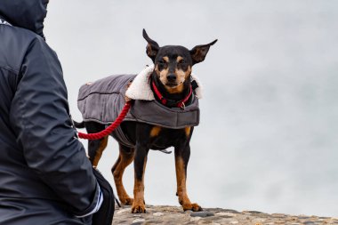 Oyuncu köpek Saint Jean de Luz, Fransa kumsalında eğleniyor.