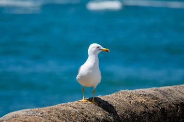 Turistik Biarritz şehrinde, Bask Bölgesi 'nde, Biscay Körfezi' nde, Fransa 'nın Atlantik Okyanusu' nda sahilde gezinen martı deniz kuşu.