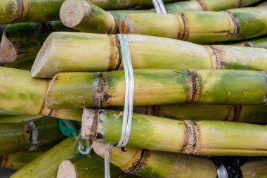 Londra 'daki Portobello Roan gıda pazarında tatlı suyu sıkmak için taze şeker kamışı kökleri.