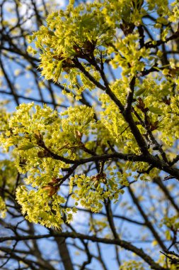 Acer platanoides, genellikle bahar çiçeklerinde Norveç akçaağacı olarak bilinir.