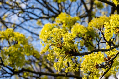 Acer platanoides, genellikle bahar çiçeklerinde Norveç akçaağacı olarak bilinir.