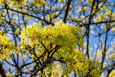 Acer platanoides, genellikle bahar çiçeklerinde Norveç akçaağacı olarak bilinir.