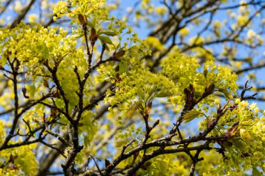 Acer platanoides, genellikle bahar çiçeklerinde Norveç akçaağacı olarak bilinir.