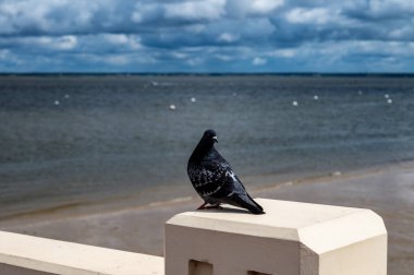 Güneşli Arcachon 'da kumsalda yürümek, Atlantik kıyısındaki tatil beldesi güzel parklar, villalar, sokaklar ve kumlu plajlar ve çam ağaçları, Fransa