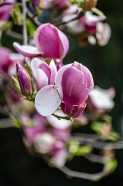 Baharda mavi gökyüzü ve Magnolia stellata süs ağacının pembe çiçekleri