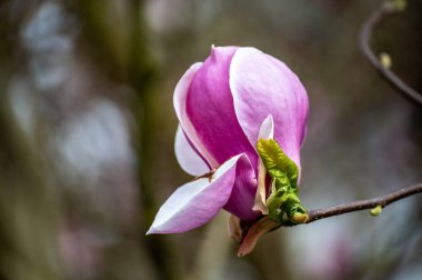 Baharda mavi gökyüzü ve Magnolia stellata süs ağacının pembe çiçekleri