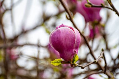 Baharda mavi gökyüzü ve Magnolia stellata süs ağacının pembe çiçekleri