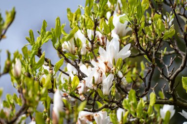 Baharda Magnolia stellata süs ağacının beyaz çiçeği
