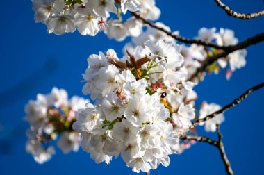 Bahçedeki beyaz kiraz ağacı ve mavi gökyüzünde bahar çiçekleri, çiçekli doğa manzarası, yeşil yapraklar ve beyaz çiçekler.