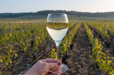 Tasting of grand cru sparkling brut white wine champagne on sunny vineyards of Cote des Blancs in village Cramant, Champagne, France, hand with glass of french wine clipart