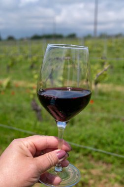 Üzüm bağında kırmızı Cahors şarabı tatmak, Cahors 'ta yaz Fransa' da şarap yapmak, hafta sonu geçmişi, bir bardak Fransız şarabı