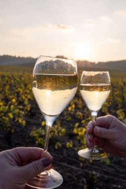 Cramant, Champagne, Fransa 'da Cote des Blancs' ın güneşli üzüm bağlarında büyük cru köpüklü, köpüklü beyaz şarap tadında bir kadeh Fransız şarabı.