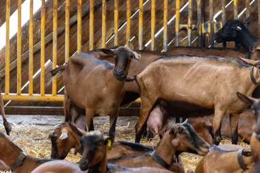 Keçi çiftliğinde peynir yapma süreci, Rocamadour yumuşak keçi AOC peyniri Perigord ve Quercy 'deki çiftlikte üretilen yumuşak kabuklu peynir ayrılış, Fransa, çiftlik ziyareti