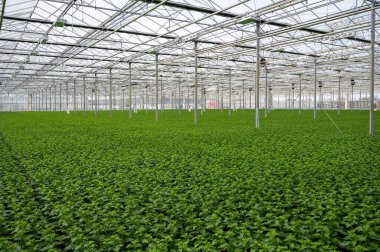 Kasımpatı çiçekleri büyük Hollanda serasında büyür, dükkanlar için taze çiçekler ve dünya çapında açık arttırmalar, Hollanda 'dan çiçekler