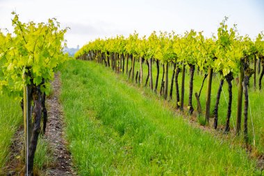 Summer on vineyards of Cognac white wine region, Charente, white ugni blanc grape uses for Cognac strong spirits distillation and wine making, France, Grand Champagne region clipart