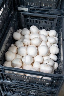 Hollanda 'daki organik çiftlikte taze beyaz şampiyonların yetiştirilmesi, Avrupa' da gıda endüstrisi, şampiyonların satışa hazır olduğu plastik kutular.