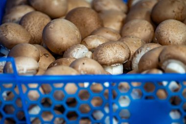 Hollanda 'da organik çiftlikte taze kahverengi şampiyon mantarları, Avrupa' da gıda endüstrisi, şampiyonlarla dolu plastik kutular satışa hazır.