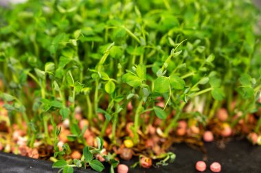 Tohum bankasındaki yeni baklagillerden ve sebzelerden oluşan taze filizler, tarlalarda ekilen bahar tohumları, kapat.
