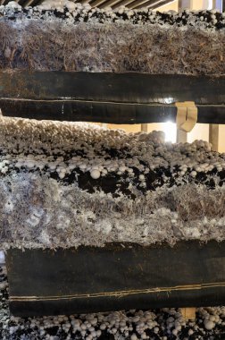 Beyaz şampiyon mantarlarının büyümesi, miselyum gübrelerden Hollanda 'daki organik çiftliklere, Avrupa' daki gıda endüstrisine kadar büyür.