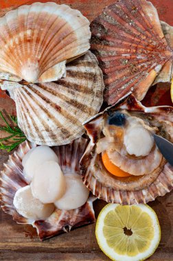 Atlantik körfezi deniz tarakları, deniz kabukları ve deniz kabukları, kabuklar içinde Normandiya 'da ya da Britanya' da, Fransa 'da balık pazarında günün avı