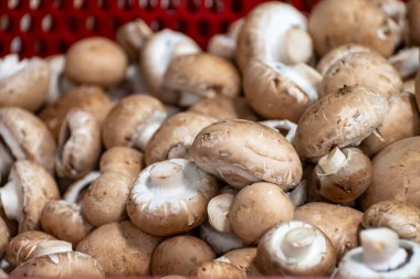 Hollanda 'da organik çiftlikte taze kahverengi şampiyon mantarları, Avrupa' da gıda endüstrisi, şampiyonlarla dolu plastik kutular satışa hazır.